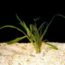 کریپتوکورین,کریپتن,balansae,Cryptocoryne crispatula
